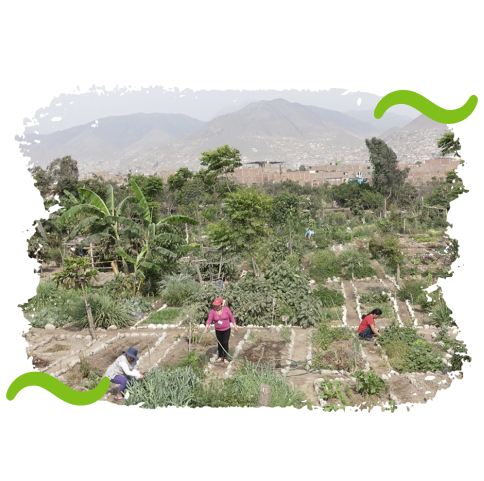 Agricultura Urbana